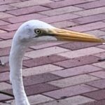Profile photo of Tyi